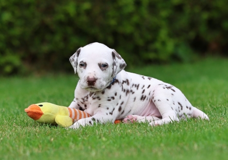 Male | colour white-liver (collar dark blue)