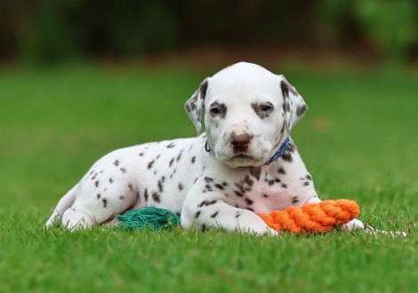 Male | colour white-liver (collar dark blue)