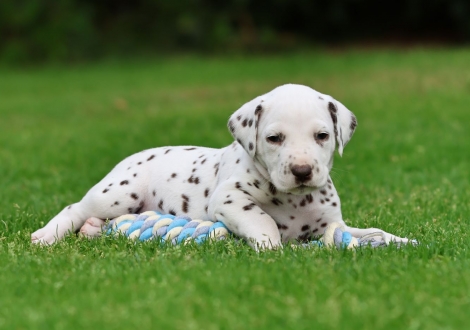 Male | colour white-liver (collar yellow)