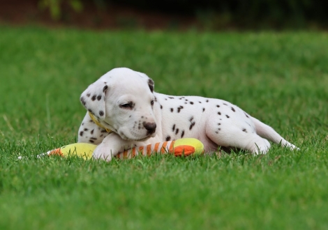 Male | colour white-liver (collar yellow)