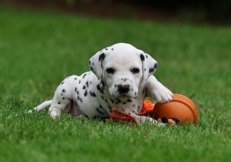 Male | colour white-black (collar gray)