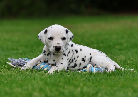 Male | colour white-black (collar gray)