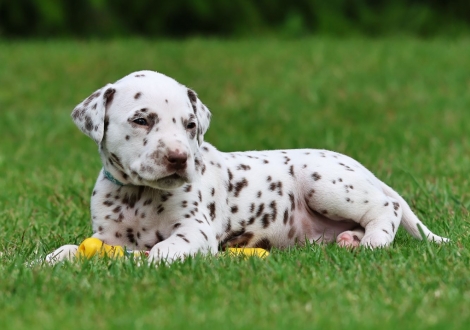 Male | colour white-liver (collar light blue)