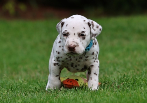 Male | colour white-liver (collar light blue)