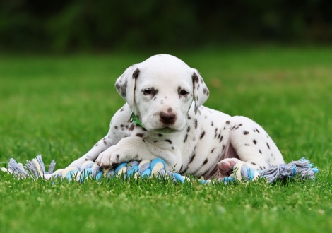 Male | colour white-liver (collar light green)