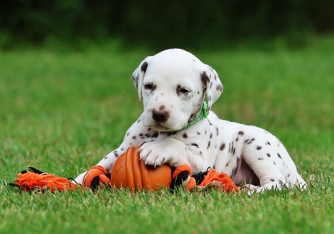 Male | colour white-liver (collar light green)
