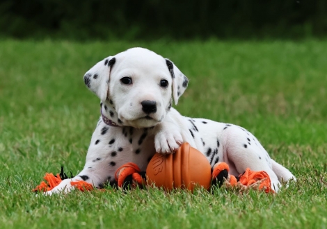 Female | colour white-black (collar purple)