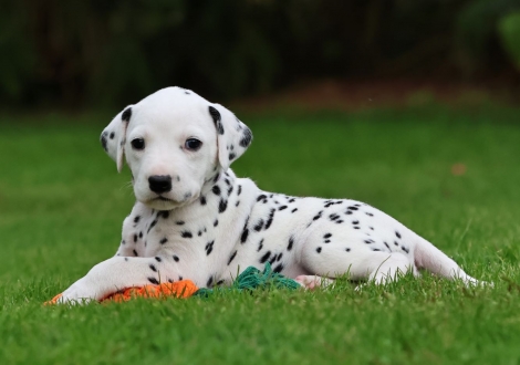 Female | colour white-black (collar purple)