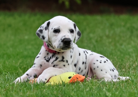 Female | colour white-black (collar pink)