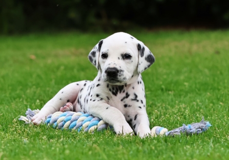 Female | colour white-black (collar pink)