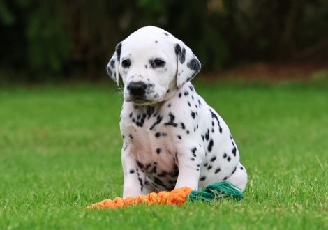 Female | colour white-black (collar pink)