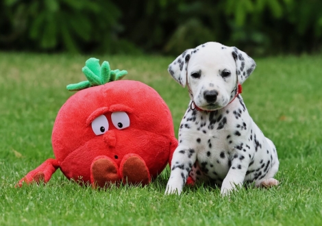 Female | colour white-black (collar red)