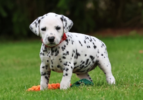 Female | colour white-black (collar red)