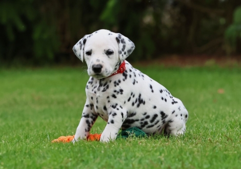 Female | colour white-black (collar red)