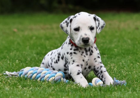 Female | colour white-black (collar red)