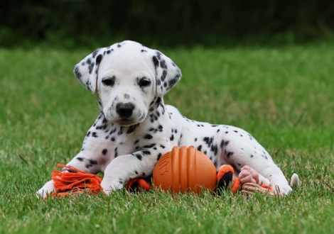 Female | colour white-black (collar red)