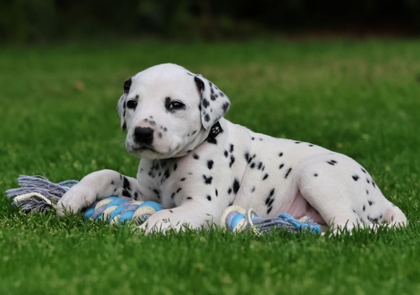 Male | colour white-black (collar black)