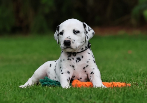 Male | colour white-black (collar black)