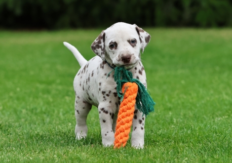 Male | colour white-liver (collar dark blue)