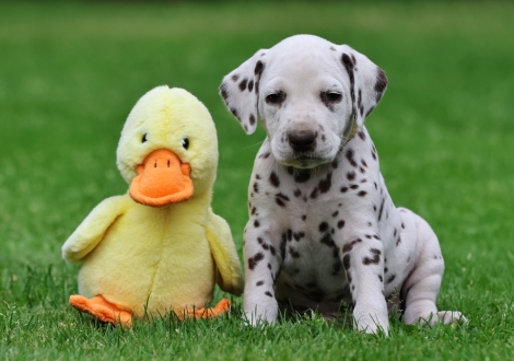 Male | colour white-liver (collar yellow)