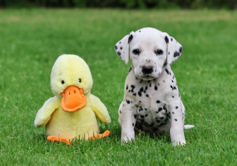 Male | colour white-black (collar gray)
