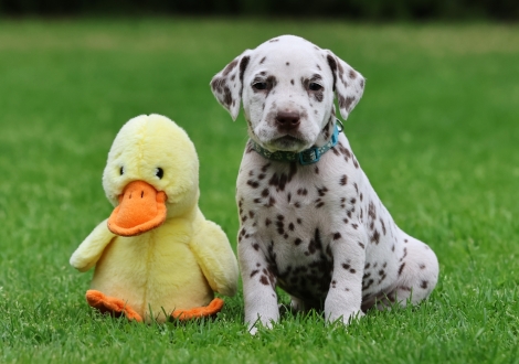 Male | colour white-liver (collar light blue)