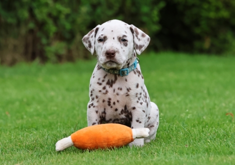 Male | colour white-liver (collar light blue)