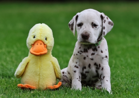 Male | colour white-liver (collar light green)