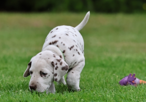 Male | colour white-liver (collar light green)