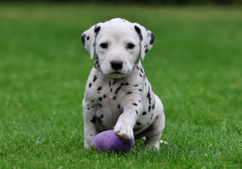 Female | colour white-black (collar purple)