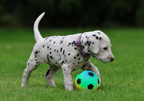 Female | colour white-black (collar purple)