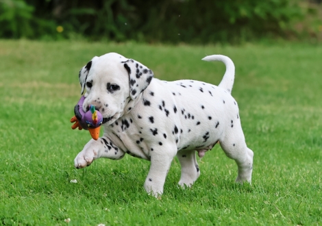 Male | colour white-black (collar black)