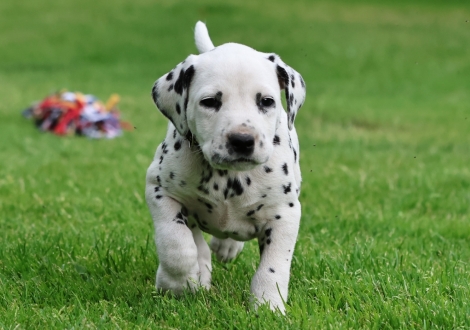 Male | colour white-black (collar black)