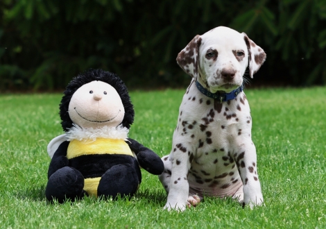 Male | colour white-liver (collar dark blue)