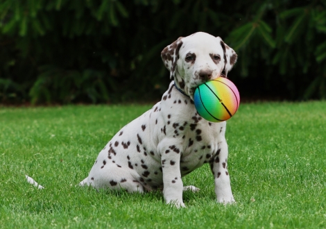 Male | colour white-liver (collar dark blue)