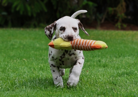 Male | colour white-liver (collar dark blue)