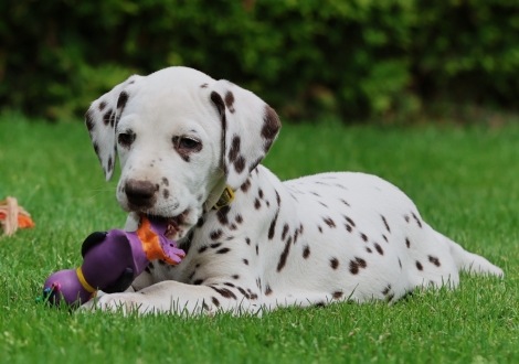 Male | colour white-liver (collar yellow)