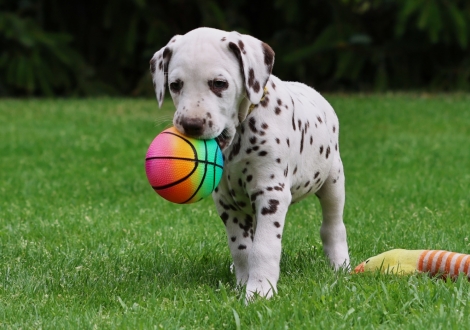 Male | colour white-liver (collar yellow)