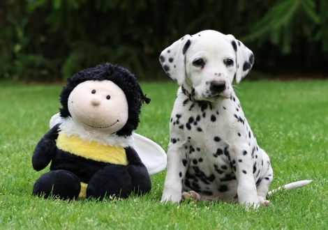 Male | colour white-black (collar gray)