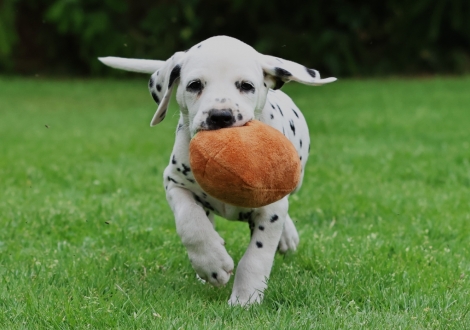 Male | colour white-black (collar gray)
