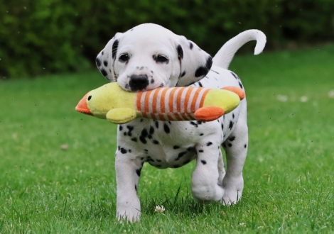 Male | colour white-black (collar gray)