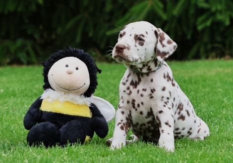 Male | colour white-liver (collar light blue)