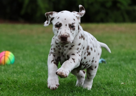 Male | colour white-liver (collar light blue)