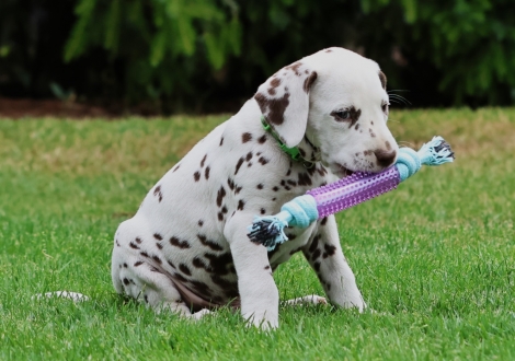 Male | colour white-liver (collar light green)