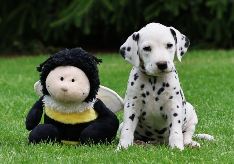 Female | colour white-black (collar purple)