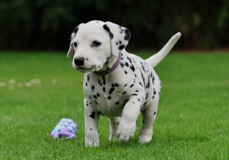 Female | colour white-black (collar purple)