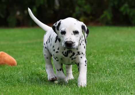 Female | colour white-black (collar pink)