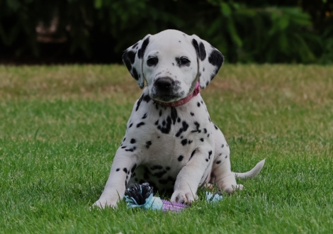 Female | colour white-black (collar pink)