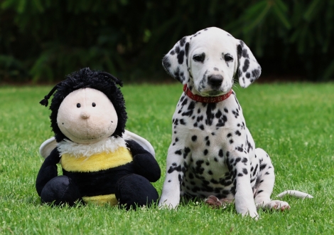 Female | colour white-black (collar red)