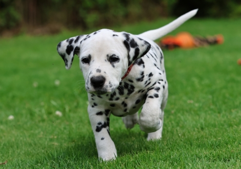 Female | colour white-black (collar red)